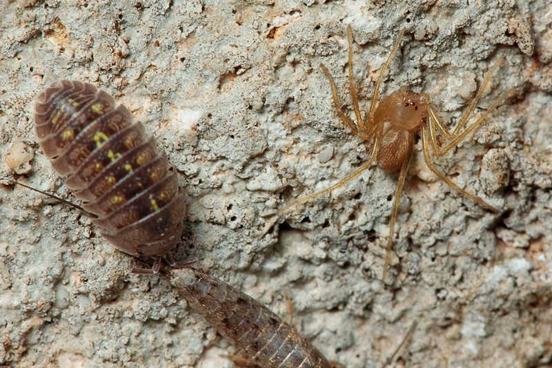 Filistata insidiatrix? No. Loxosceles sp. - Malta